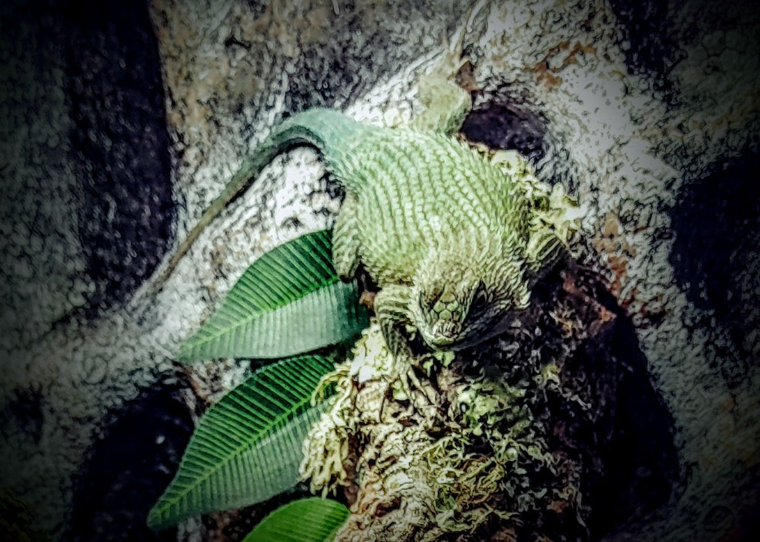 Emerald Swift Lizard: Nature’s Living Gem