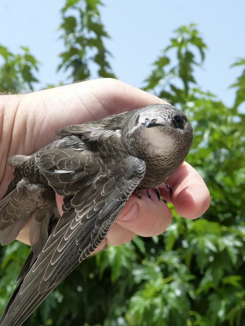 Common Swift: Master of the Skies