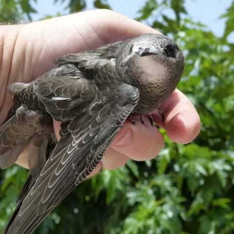 swift bird apus apus