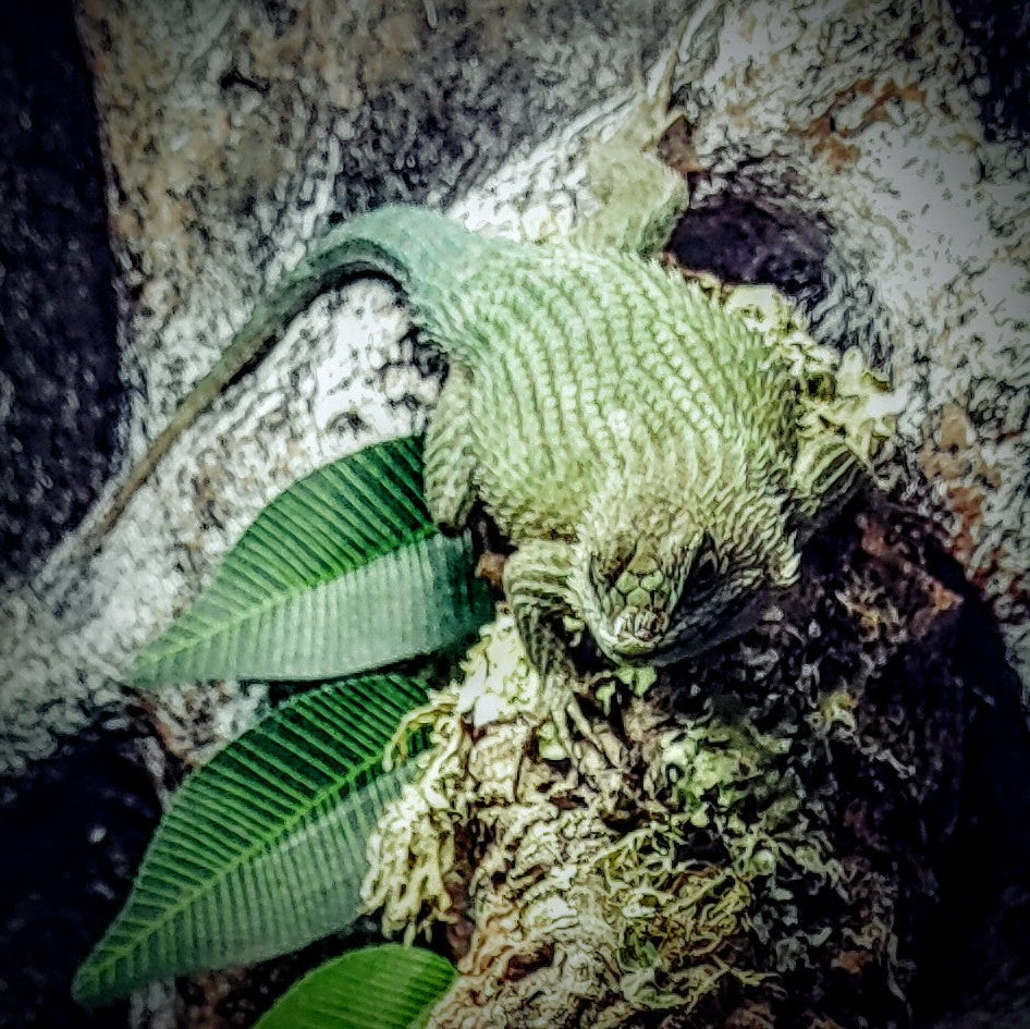 lizard sitting on the wood